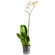 Белая орхидея Фаленопсис в горшке. Бермудские Острова